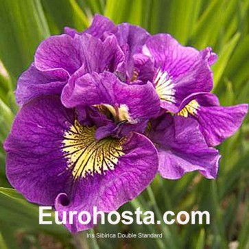 Iris Versicolor Dark Aura - Eurohosta