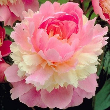 Paeonia Purple Spider