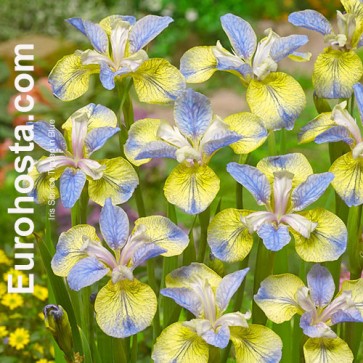 Iris Versicolor Dark Aura - Eurohosta