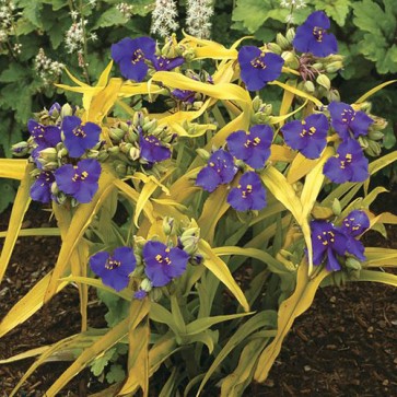 Tradescantia - Eurohosta