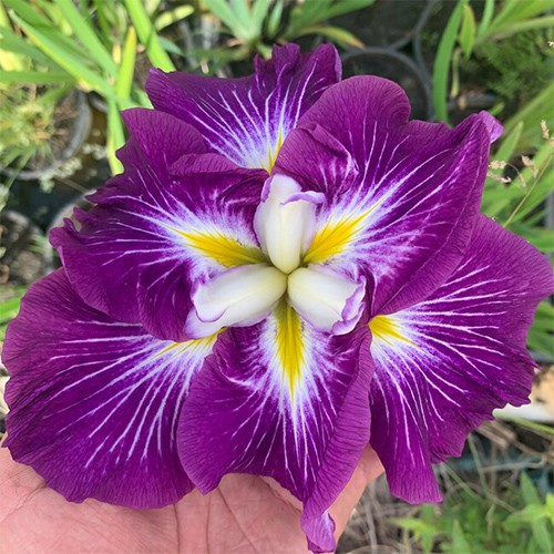 Iris Dinner Plate Jell-O