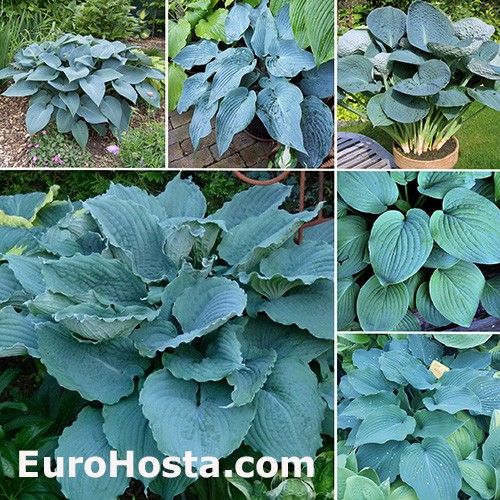 Blue shop hosta plant