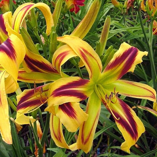 Hemerocallis Free Wheelin - Eurohosta