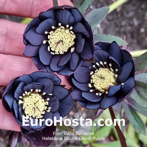 Helleborus sales