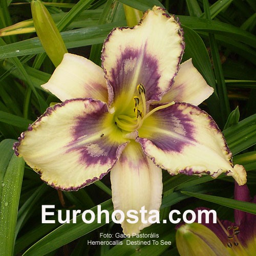 Hemerocallis /"destined to see/" taglilie