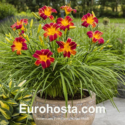 Red daylily store