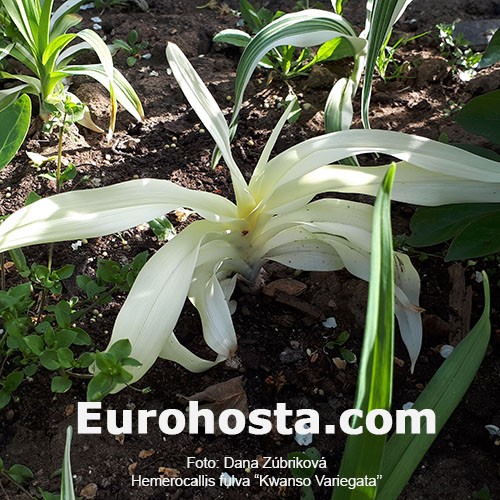 Daylily fulva "Kwanso Variegata"