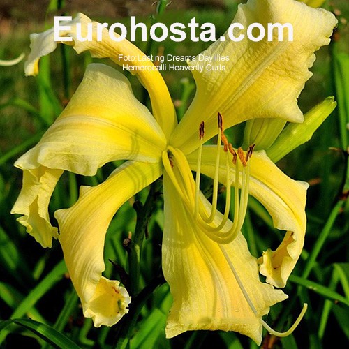 Hemerocallis Heavenly Curls