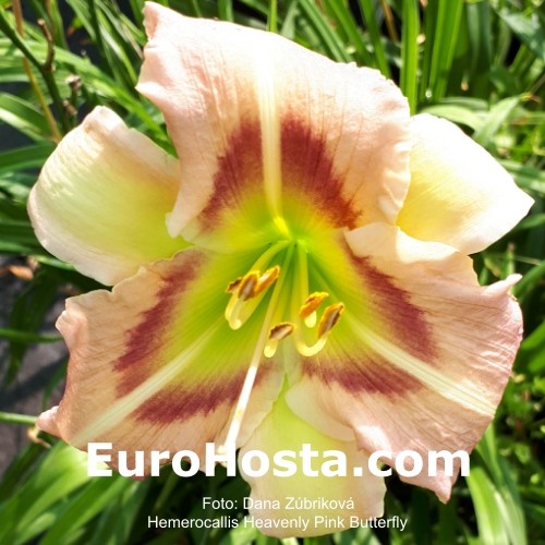 Hemerocallis Heavenly Pink Butterfly