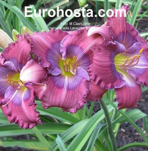 Hemerocallis Lavender Blue Baby