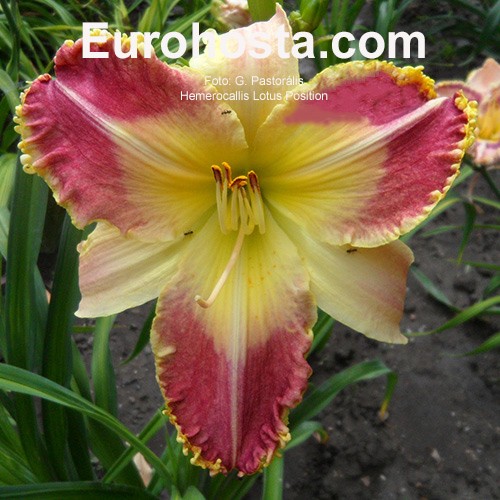 hemerocallis lotus position eurohosta