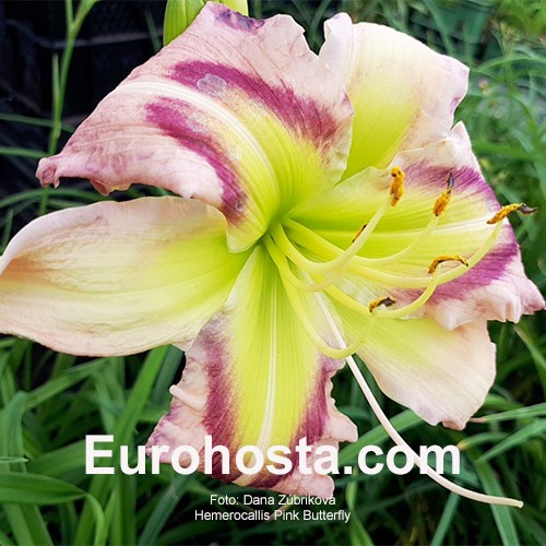 Hemerocallis Heavenly Pink Butterfly