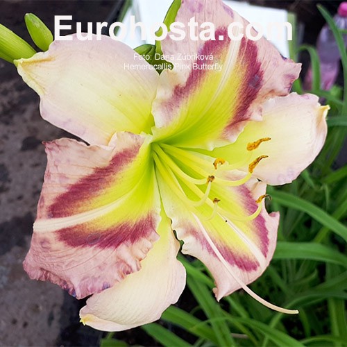 Hemerocallis Heavenly Pink Butterfly