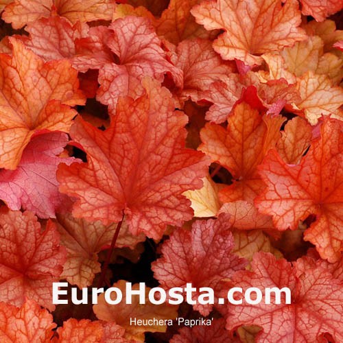 Heuchera Paprika Heuchera is commonly known as alumroot or coral bells and is a frost hardy perennial grown primarily for its attractive, evergreen foliage. eurohosta
