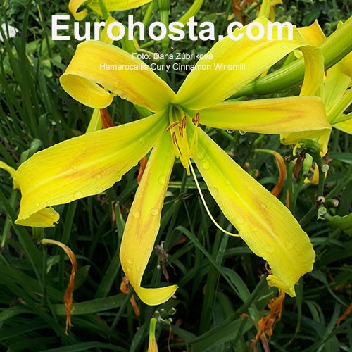 Hemerocallis Curly Cinnamon Windmill