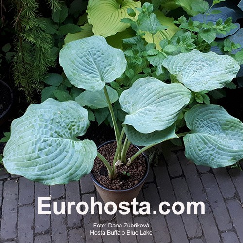 Blue sales buffalo plant
