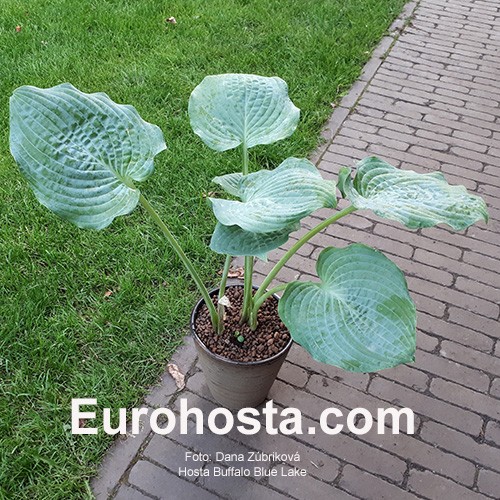 Blue sale buffalo plant