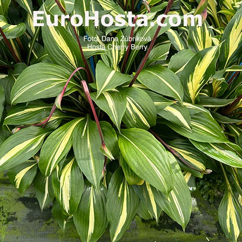 yucca plant large Yucca gigantea  Foliage Factory