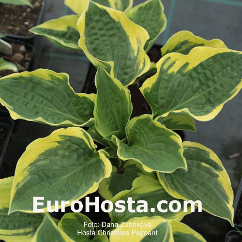 Hosta Christmas Pageant