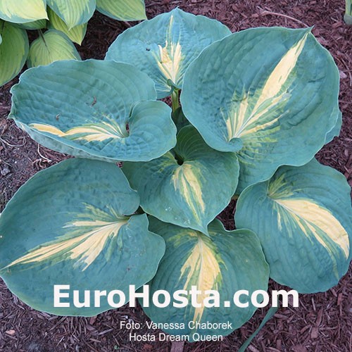 Hosta Dream Queen Eurohosta