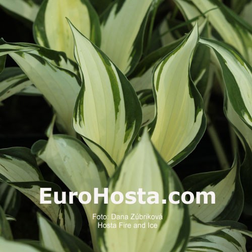 Hosta Fire And Ice Eurohosta Hosta Fire And Ice Eurohosta