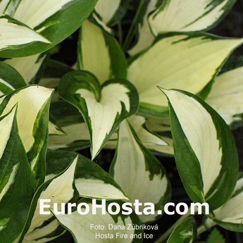 Hosta Fire And Ice Eurohosta Hosta Fire And Ice Eurohosta