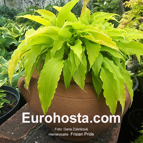 Frisian Pride mittel Hosta 