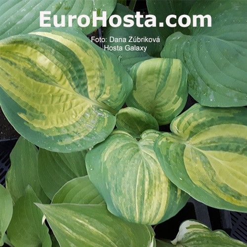 SEE MY STORE FOR MORE HOSTA! Galaxy Hosta Seeds HARDY COMB S/H 