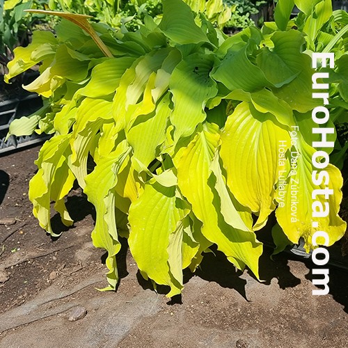 hosta_lullabye_1.jpg