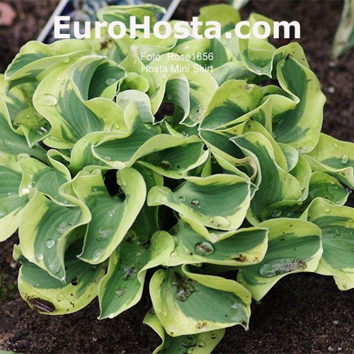Mini skirt hosta plant on sale