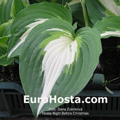 Hosta night discount before christmas