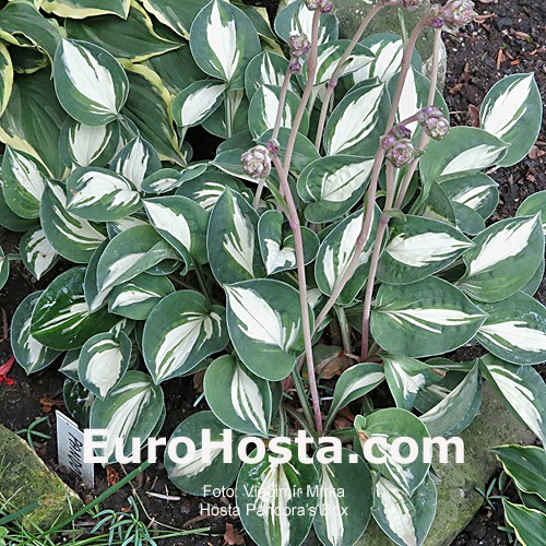 Pandora's Box - Eurohosta