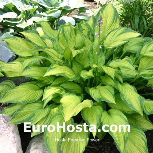Hosta Paradise Power Eurohosta