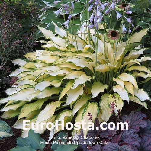 Hosta Pineapple Upsidedown Cake - Eurohosta