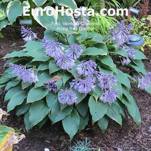 Hosta Red October Eurohosta