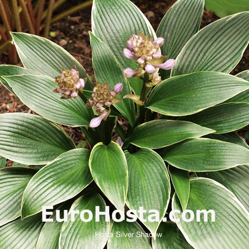 Hosta Silver Shadow Eurohosta