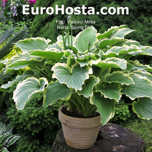 Hosta Spring Fling Eurohosta