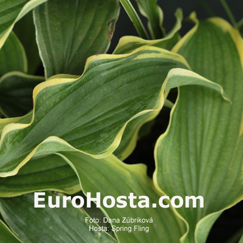 Hosta Spring Fling Eurohosta