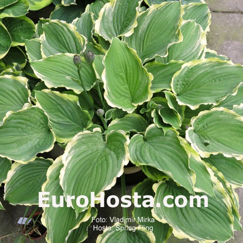 Hosta Spring Fling Eurohosta