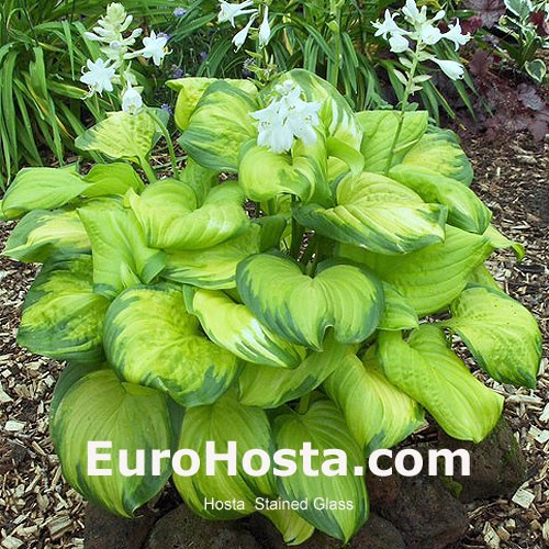 Hosta Stained Glass Eurohosta