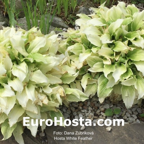 Hosta White Feather Eurohosta Hosta White Feather Eurohosta