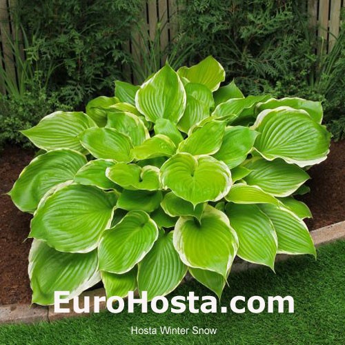 Hosta Winter Snow Eurohosta