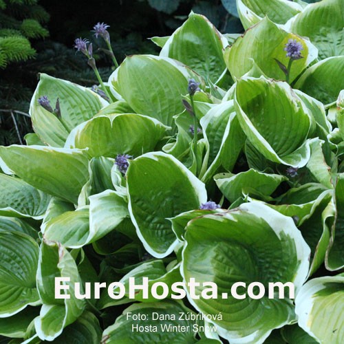 Hosta Winter Snow Eurohosta