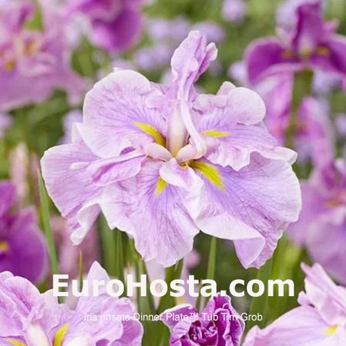 Iris Ensata Dinner Plate Tub Tim Grob | EuroHosta.com