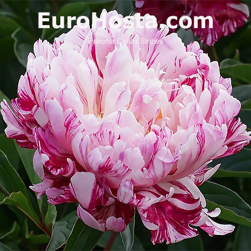 Paeonia Candy Stripes Paeonia Candy Stripes