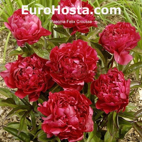 Felix crousse shop peony