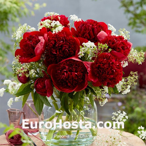 Red charm clearance peony