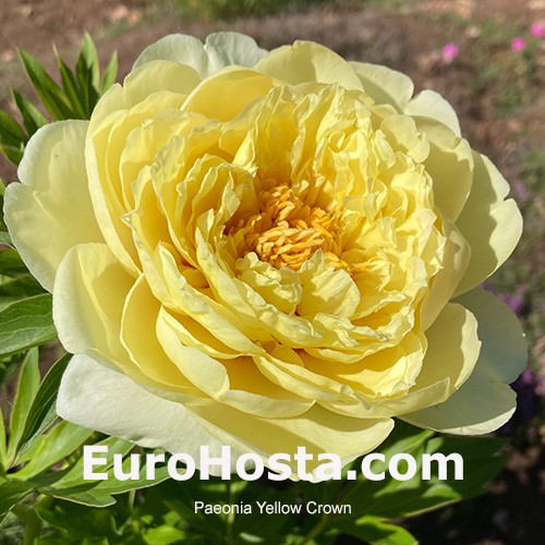 Yellow peony shop
