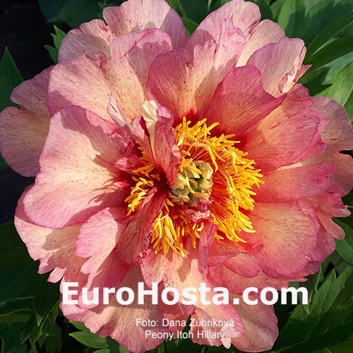 Paeonia Hilary