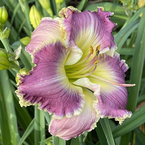 Hemerocallis Ring The Bells Of Heaven